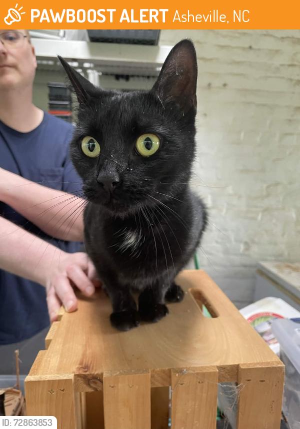 Found/Stray Female Cat last seen Near Westwood Place, Asheville, NC 28806, Asheville, NC 28806