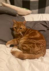 Lost Male Cat last seen Harding Blvd. at Douglas Blvd Roseville, Roseville, CA 95678