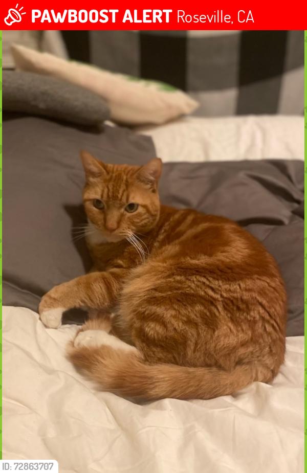Lost Male Cat last seen Harding Blvd. at Douglas Blvd Roseville, Roseville, CA 95678