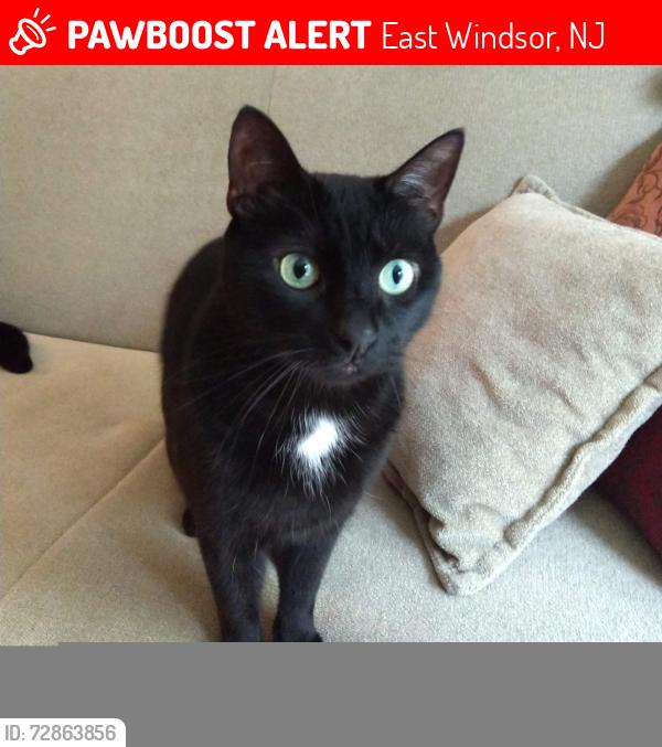 Lost Male Cat last seen IHOP , East Windsor, NJ 08520