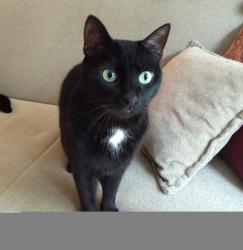 Lost Male Cat last seen IHOP , East Windsor, NJ 08520