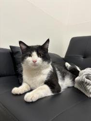 Found/Stray Male Cat last seen Hadley and 15th by town hall, Oakdale, MN 55128