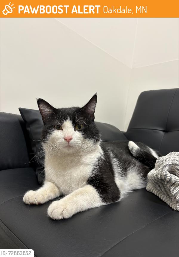 Found/Stray Male Cat last seen Hadley and 15th by town hall, Oakdale, MN 55128