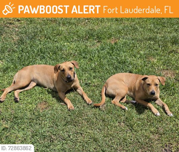 Found/Stray Female Dog last seen Rock Island Professional Development Center, Fort Lauderdale, FL 33311