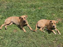 Found/Stray Female Dog last seen Rock Island Professional Development Center, Fort Lauderdale, FL 33311