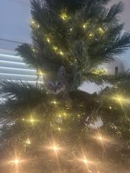 Lost Male Cat last seen Park row and Lynnwood, Arlington, TX 76013