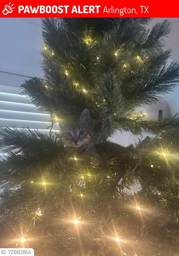 Lost Male Cat last seen Park row and Lynnwood, Arlington, TX 76013