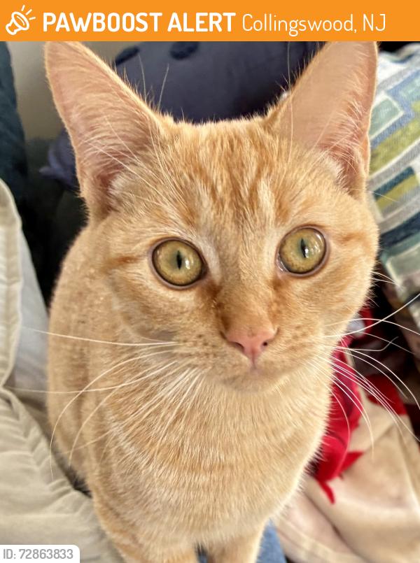Found/Stray Female Cat last seen Collings Ave. and Champion Ave. near RR tracks, Collingswood, NJ 08107
