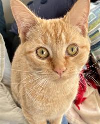 Found/Stray Female Cat last seen Collings Ave. and Champion Ave. near RR tracks, Collingswood, NJ 08107