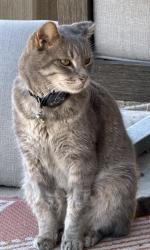 Lost Male Cat last seen Woodhaven neighborhood , Pflugerville, TX 78660