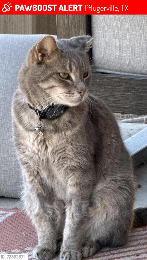 Lost Male Cat last seen Woodhaven neighborhood , Pflugerville, TX 78660