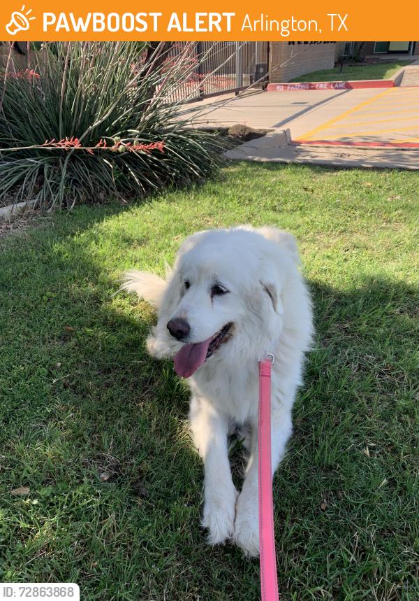 Found/Stray Female Dog last seen Tree point & Pennsylvania Ave., Arlington, TX 76060