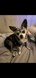 Lost Female Dog last seen Shadowmoss Drive, Winter Garden, Winter Garden, FL 34787