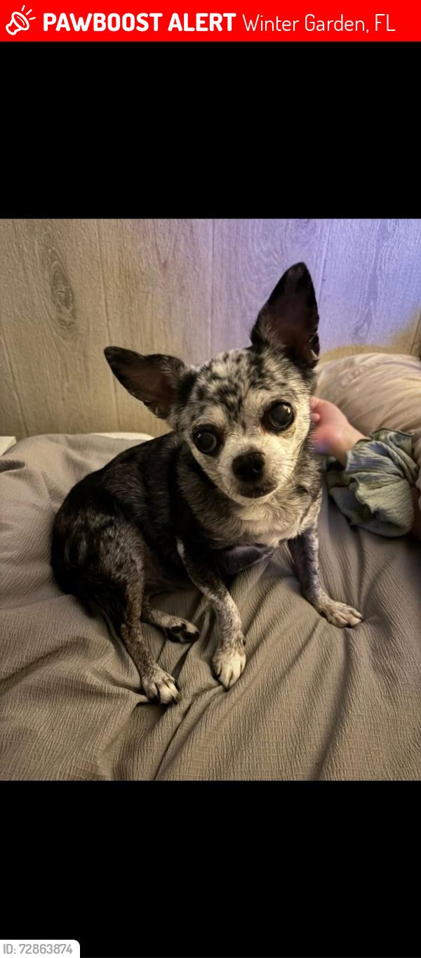 Lost Female Dog last seen Shadowmoss Drive, Winter Garden, Winter Garden, FL 34787