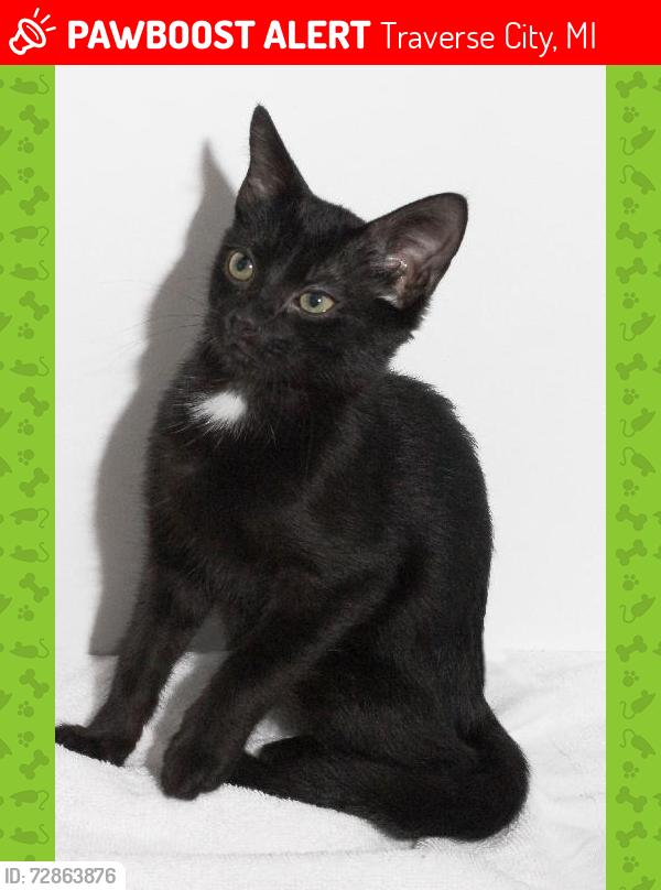 Lost Female Cat last seen Near Treelane drive , Traverse City, MI 49686