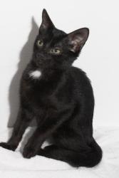 Lost Female Cat last seen Near Treelane drive , Traverse City, MI 49686