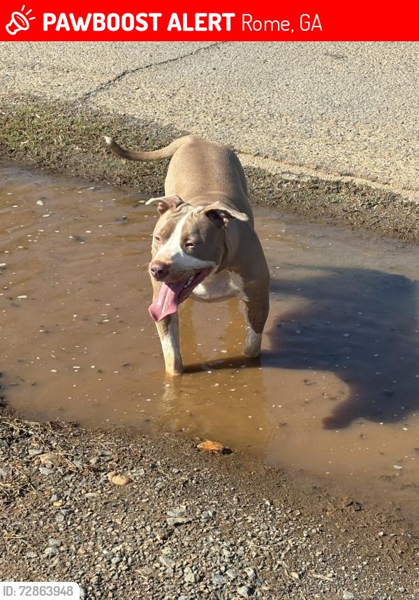 Lost Female Dog last seen TurnerMcCall , Rome, GA 30161