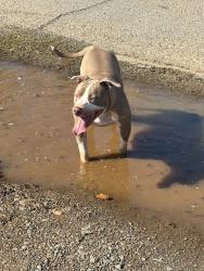 Lost Female Dog last seen TurnerMcCall , Rome, GA 30161