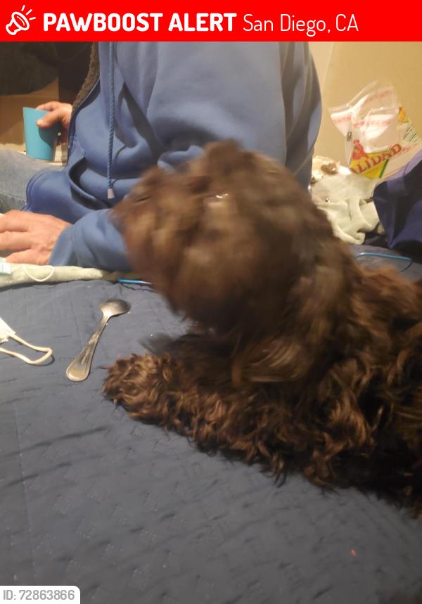 Lost Male Dog last seen University and 40th, San Diego, CA 92105