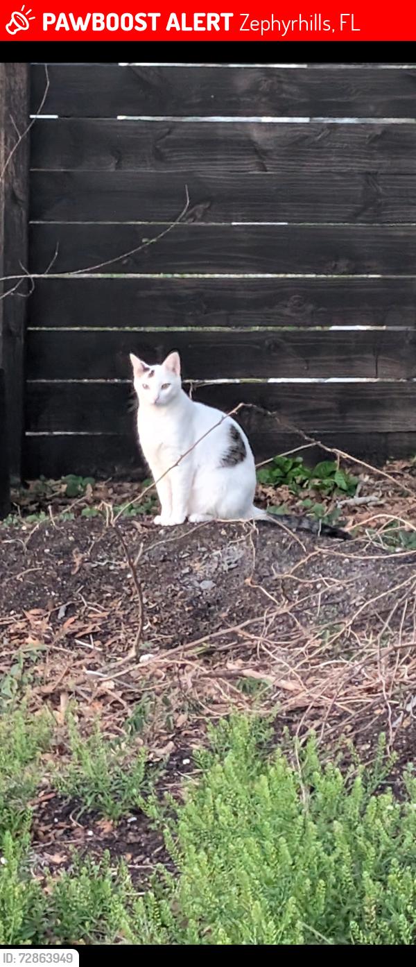 Lost Male Cat last seen Bailey hill/fort king rd., Zephyrhills, FL 33542