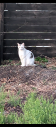 Lost Male Cat last seen Bailey hill/fort king rd., Zephyrhills, FL 33542