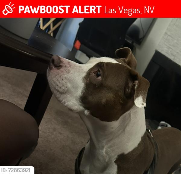 Lost Female Dog last seen MLK and Washington , Las Vegas, NV 89106