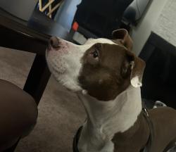 Lost Female Dog last seen MLK and Washington , Las Vegas, NV 89106