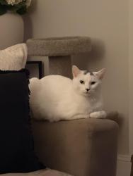 Lost Male Cat last seen Near Monocacy Street, at , Bethlehem, PA 18018