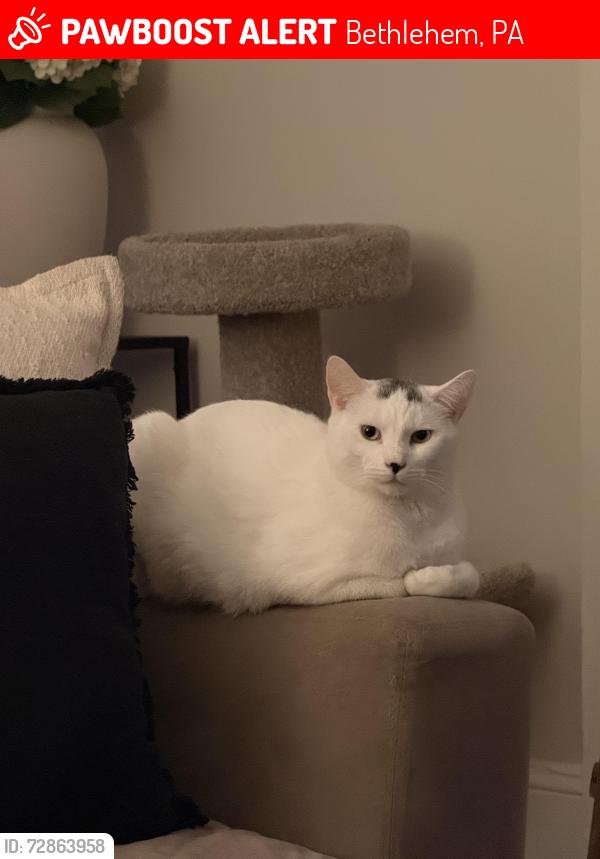 Lost Male Cat last seen Near Monocacy Street, at , Bethlehem, PA 18018