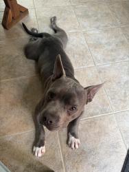 Found/Stray Male Dog last seen Melody Dr and Allegro Dr, Houston, TX 77040