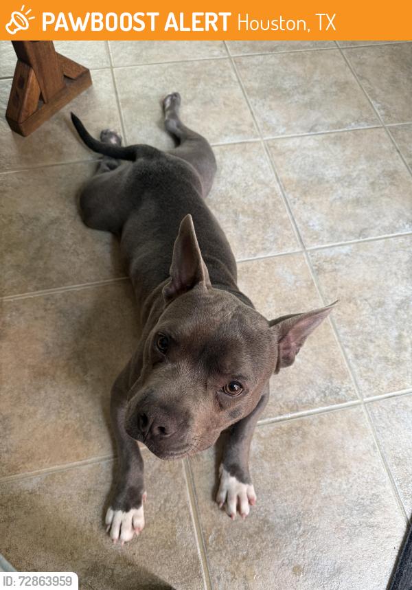 Found/Stray Male Dog last seen Melody Dr and Allegro Dr, Houston, TX 77040