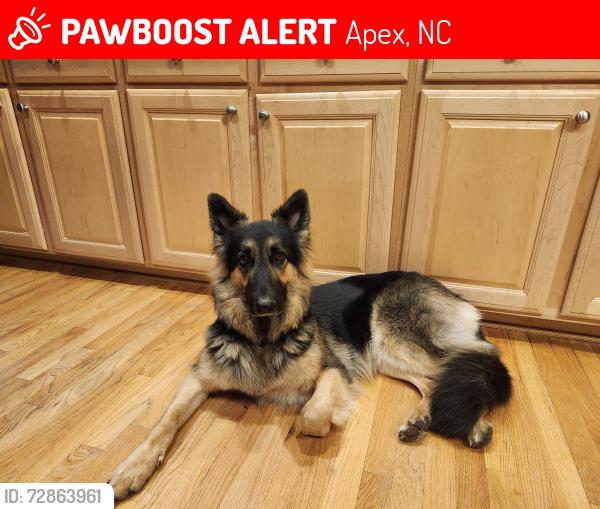 Lost Female Dog last seen Near Hasbrouck Drive, Apex NC, Apex, NC 27523
