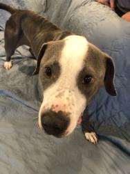 Found/Stray Female Dog last seen Highview appts, San Antonio, TX 78256