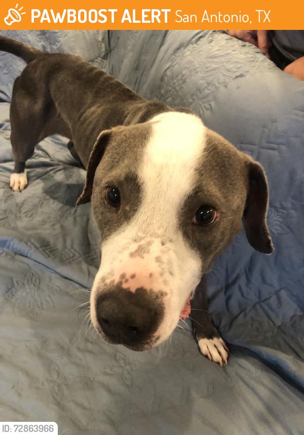 Found/Stray Female Dog last seen Highview appts, San Antonio, TX 78256