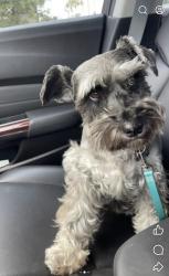 Lost Female Dog last seen Paseo monona, Carlsbad, CA 92009