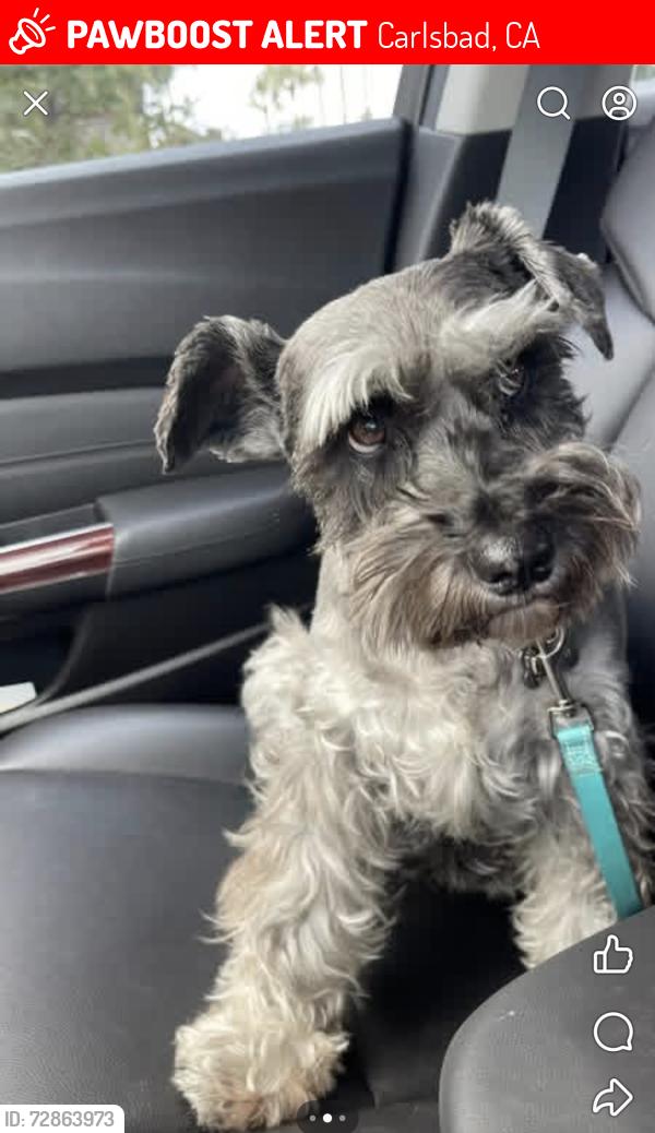 Lost Female Dog last seen Paseo monona, Carlsbad, CA 92009