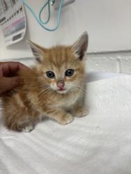Shelter Stray Male Cat last seen Oakland, CA 94621, Oakland, CA 94601