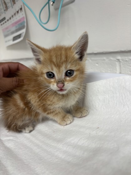 Shelter Stray Male Cat last seen Oakland, CA 94621, Oakland, CA 94601