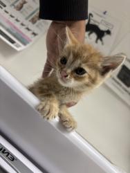 Shelter Stray Male Cat last seen Oakland, CA 94621, Oakland, CA 94601