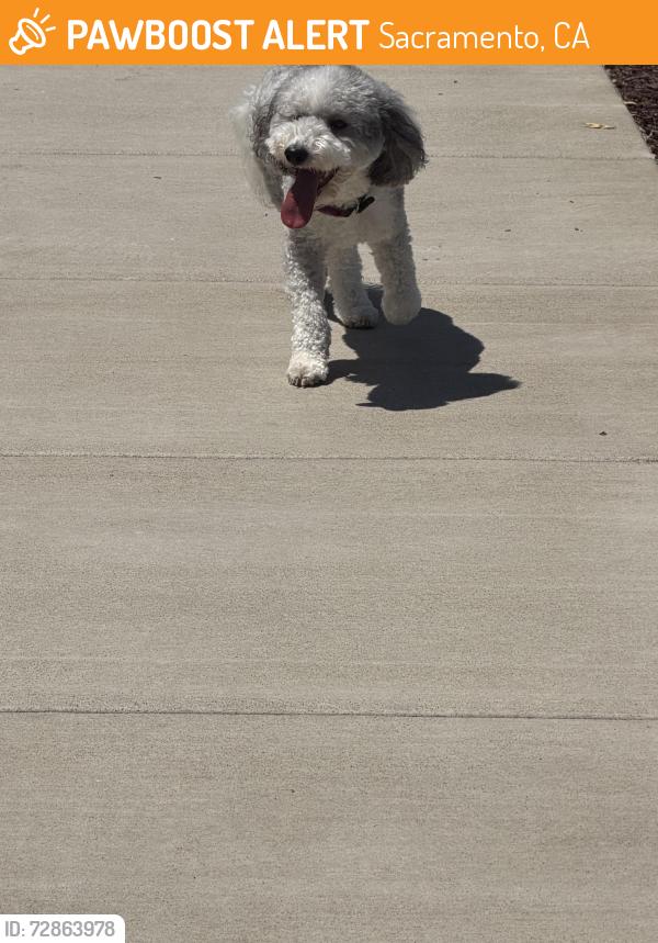 Found/Stray Female Dog last seen Eventide , Sacramento, CA 95835