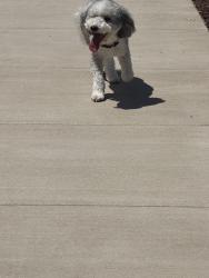 Found/Stray Female Dog last seen Eventide , Sacramento, CA 95835