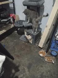 Lost Male Cat last seen Keifer Rd from Tallyho Dr to Florin-Perkins Rd, Rosemont, CA 95826