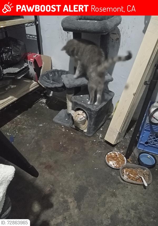 Lost Male Cat last seen Keifer Rd from Tallyho Dr to Florin-Perkins Rd, Rosemont, CA 95826