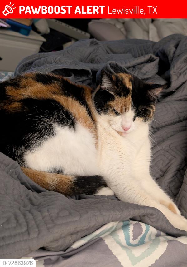 Lost Female Cat last seen Edmonds and Bellaire - Cottages at Edmonds, Lewisville, TX 75067