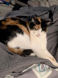 Lost Female Cat last seen Edmonds and Bellaire - Cottages at Edmonds, Lewisville, TX 75067