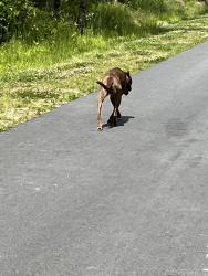 Found/Stray Female Dog last seen Hunter’s Glen, Brevard, NC 28712