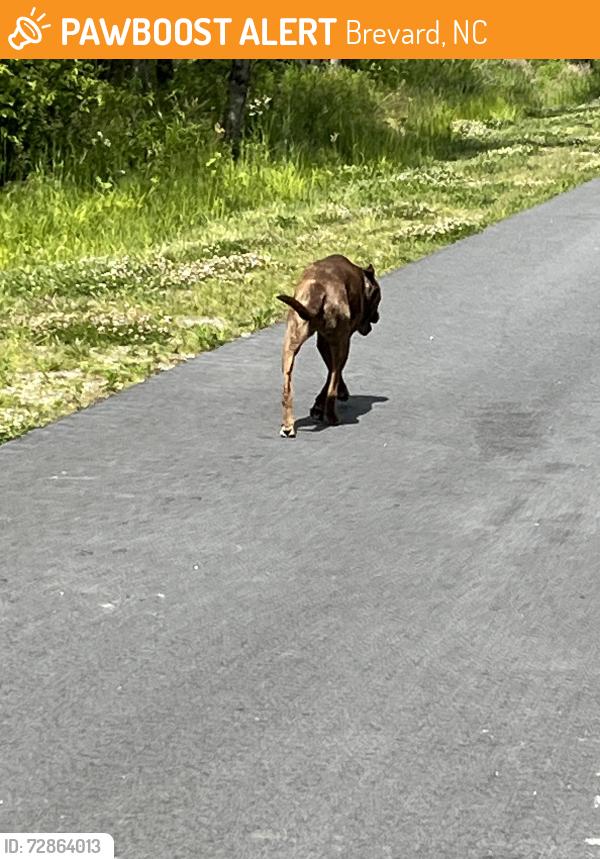 Found/Stray Female Dog last seen Hunter’s Glen, Brevard, NC 28712