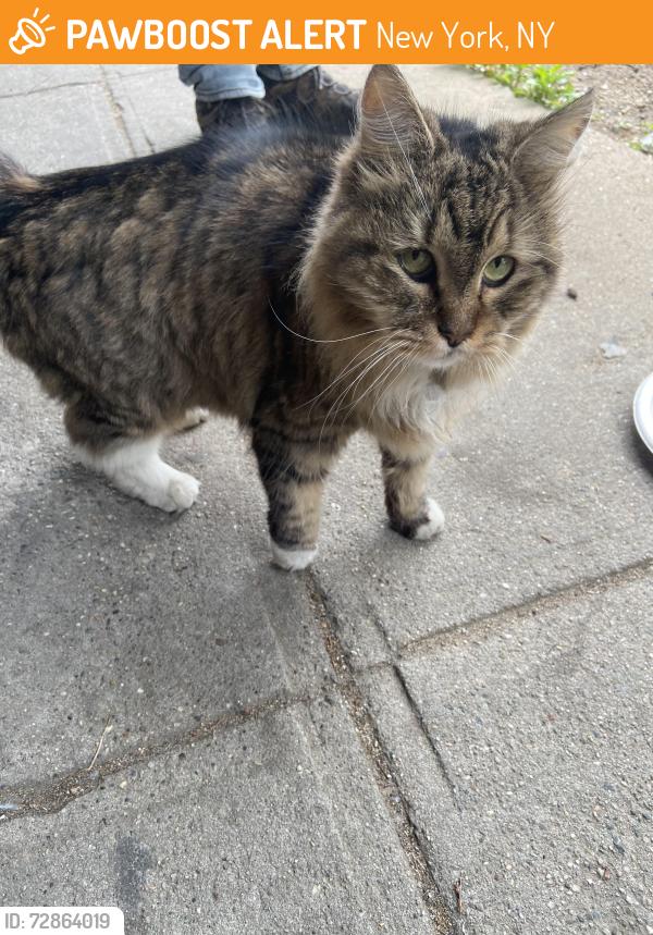Found/Stray Female Cat last seen 7th Avenue, New York, NY 10030