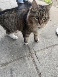Found/Stray Female Cat last seen 7th Avenue, New York, NY 10030