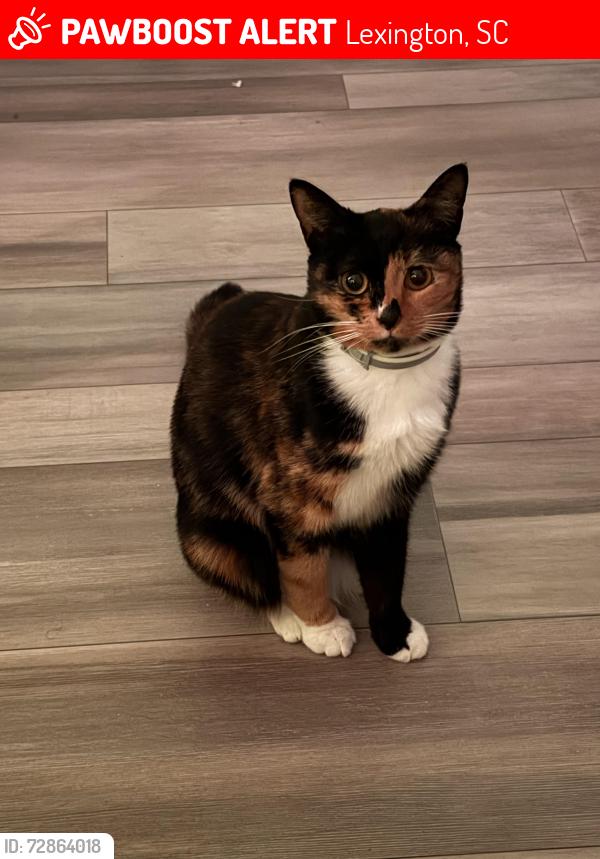 Lost Female Cat last seen Victorian Lakes Mobile  Park, Lexington, SC 29072
